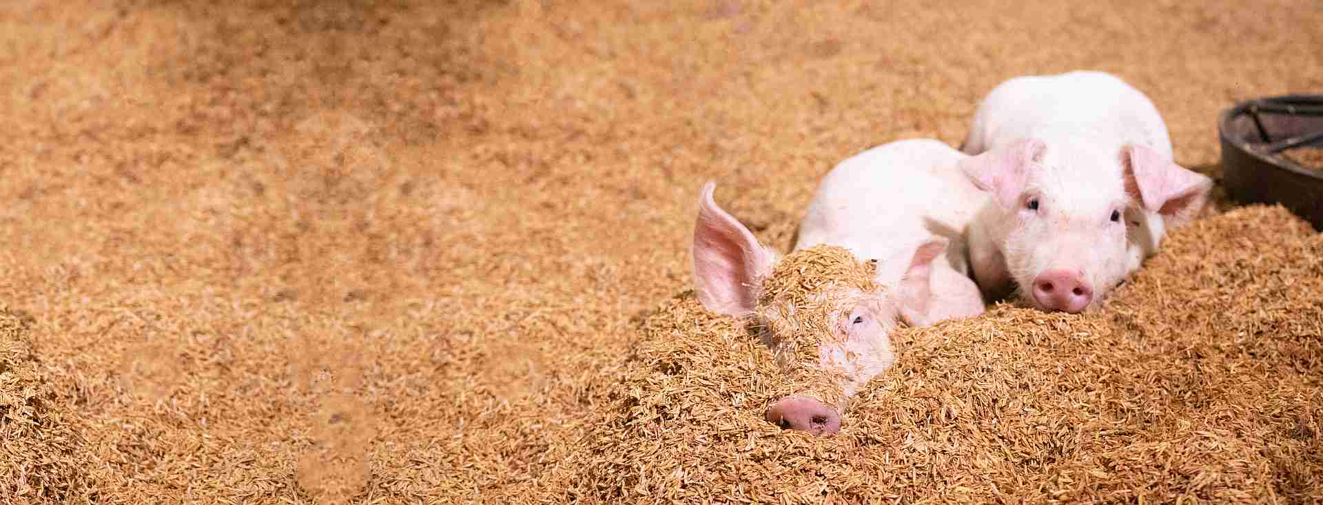 piggery farming guidelines